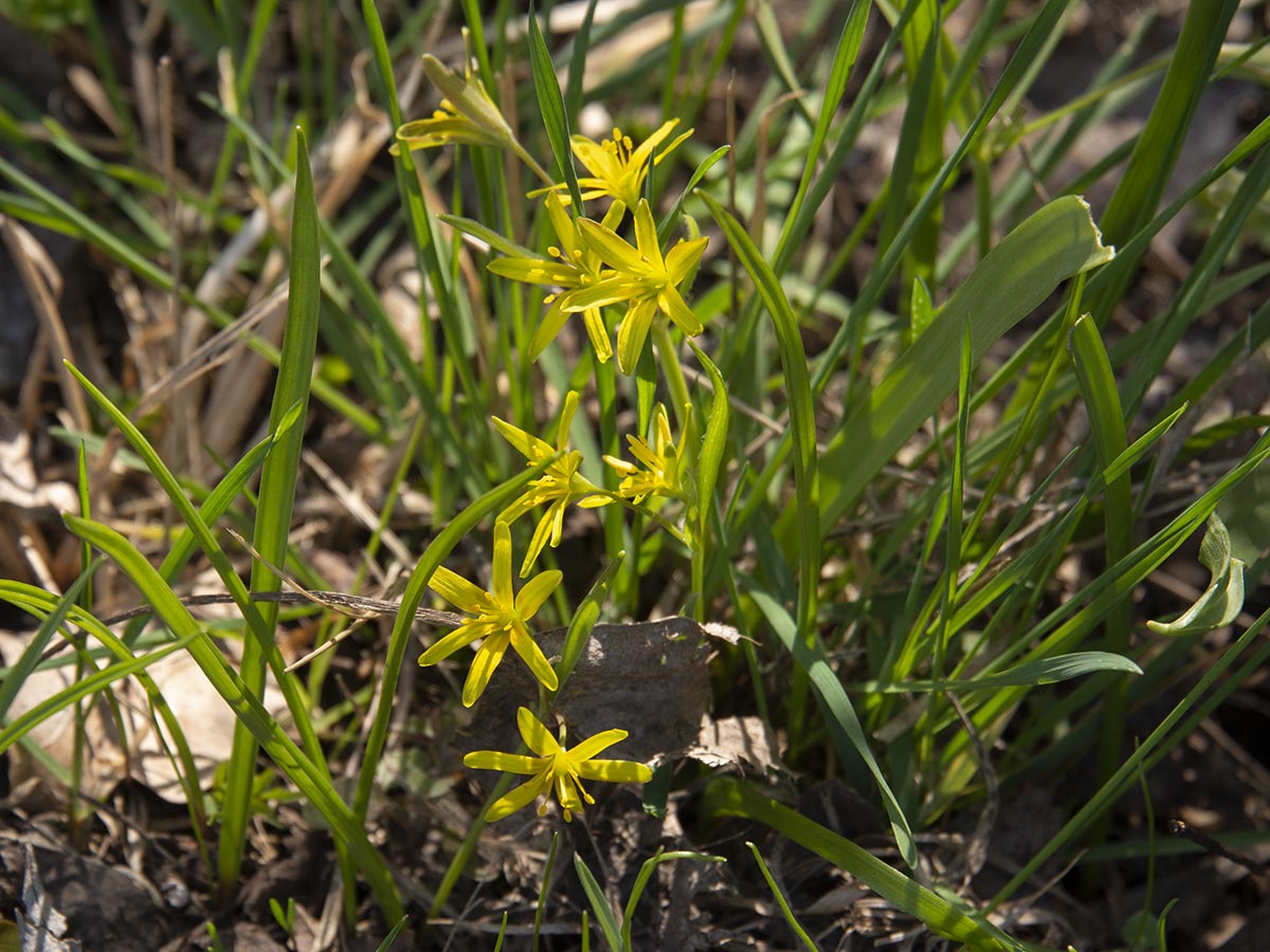 Gagea lutea